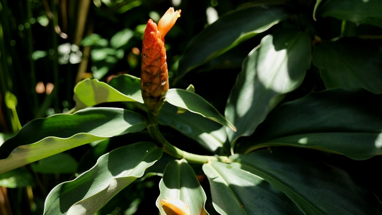 Get It Growing: Shade-loving spiral gingers have unique blooms, striking foliage